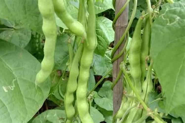 芸豆开花后冲什么肥料