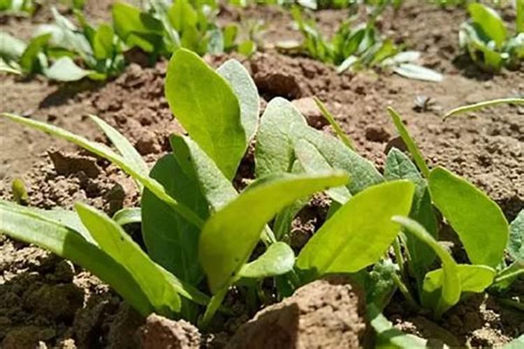 菠菜出苗多久施肥