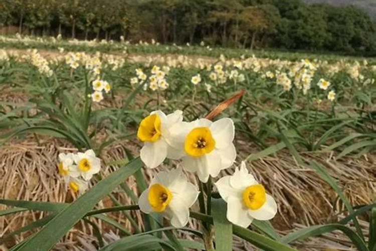 植物施肥最佳时间 养花施肥的时间有哪几个月