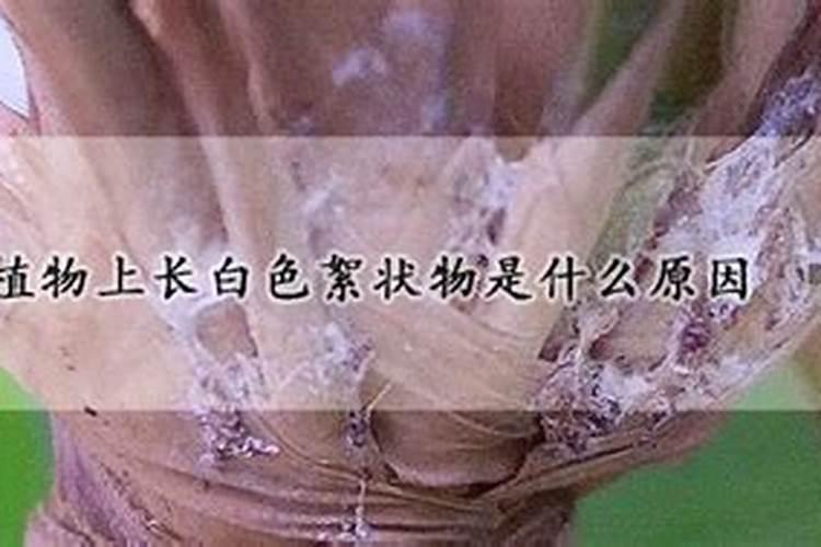 磷酸二氢钾在甜瓜成熟期最怕三个原因