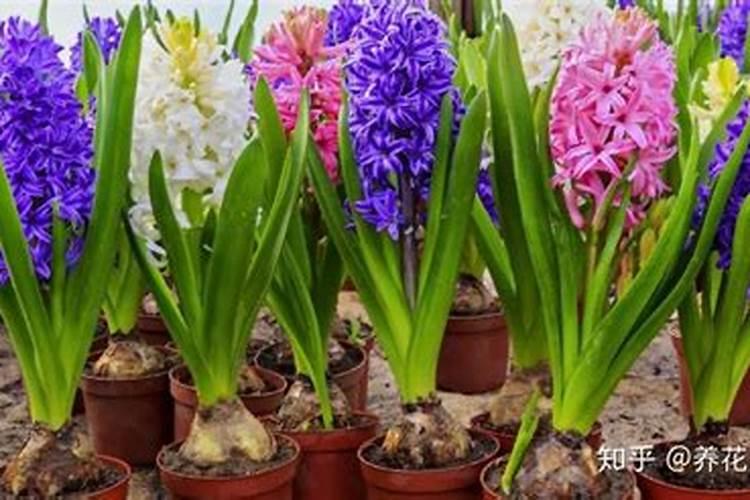 球根海棠怎样施肥