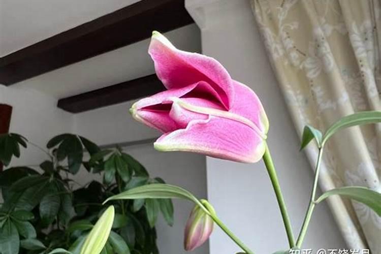 百合花的盆栽养护秘诀,5个小诀窍让百合花开爆盆