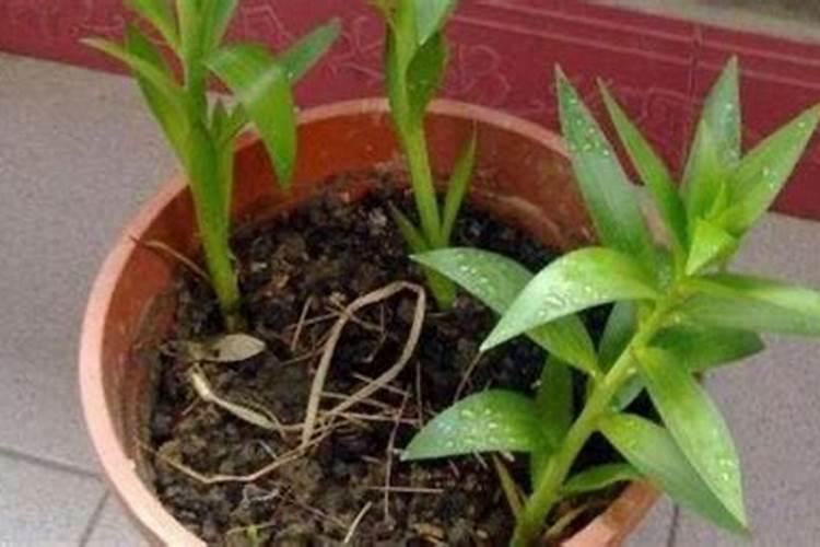 种植百合花正确方法