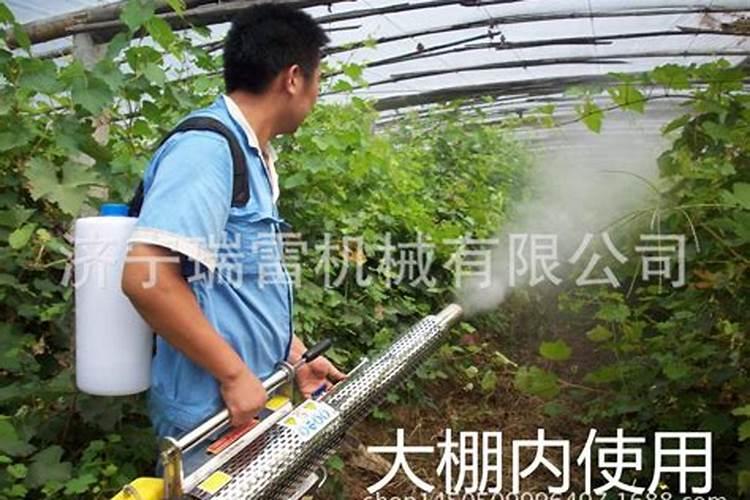 大棚丝瓜喷叶面肥好处有哪些