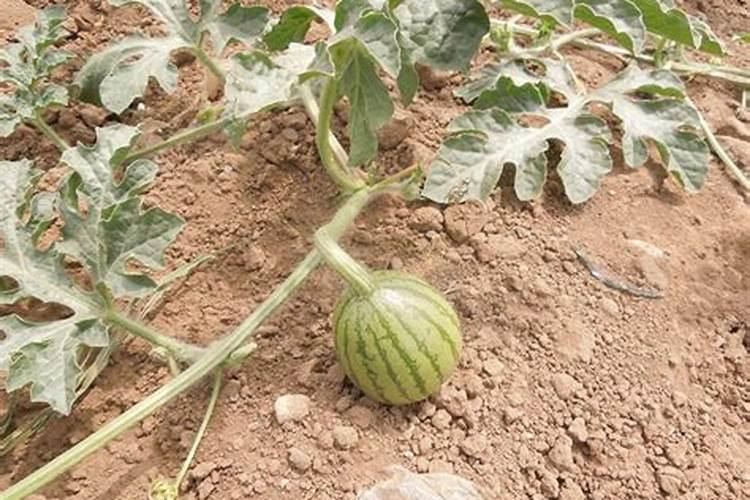 露地西瓜施肥的方法