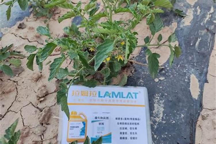 种大棚麒麟西瓜的土怎样消毒