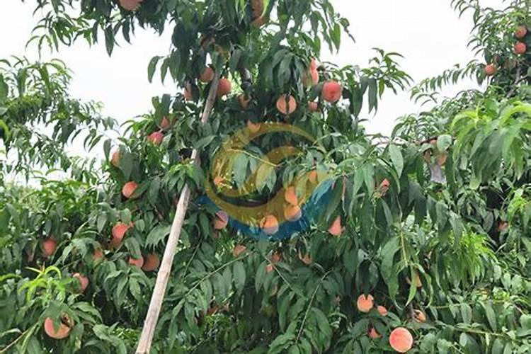 促进开花施什么肥料(果树促花用什么叶面肥好)