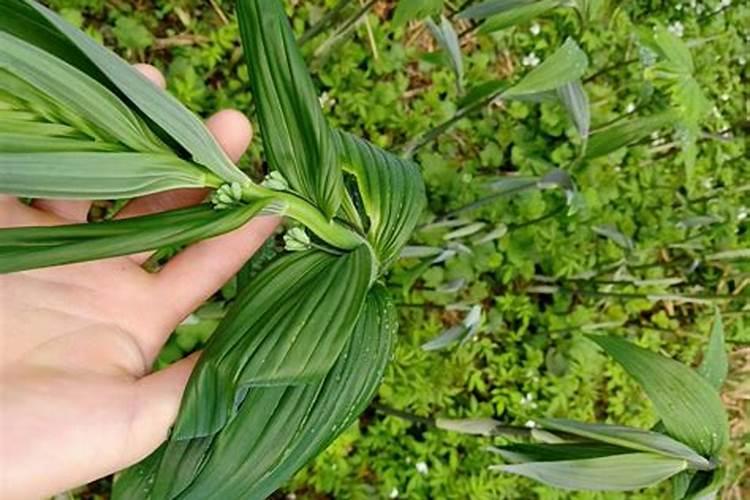 茉莉底肥放什么肥好(底肥施用方法)