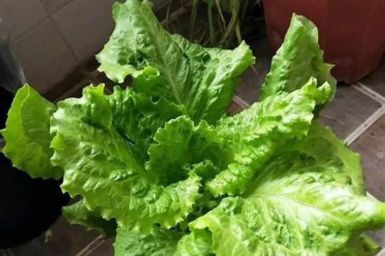 景德镇红叶陶瓷怎么样