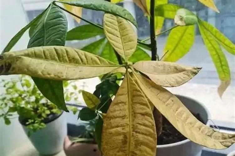 幸福树换盆后如何施肥,勤施淡肥/氮肥和钾肥最好