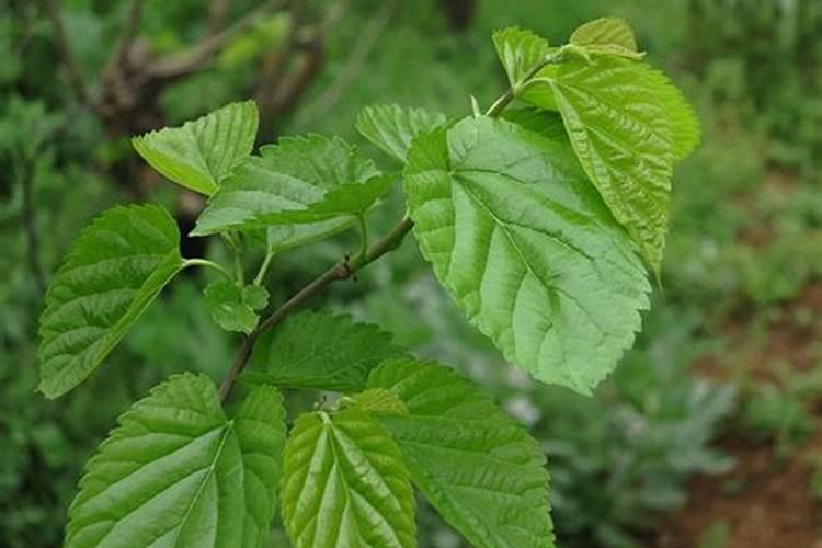 西瓜处于烫手的温度还能不能推向市场卖？