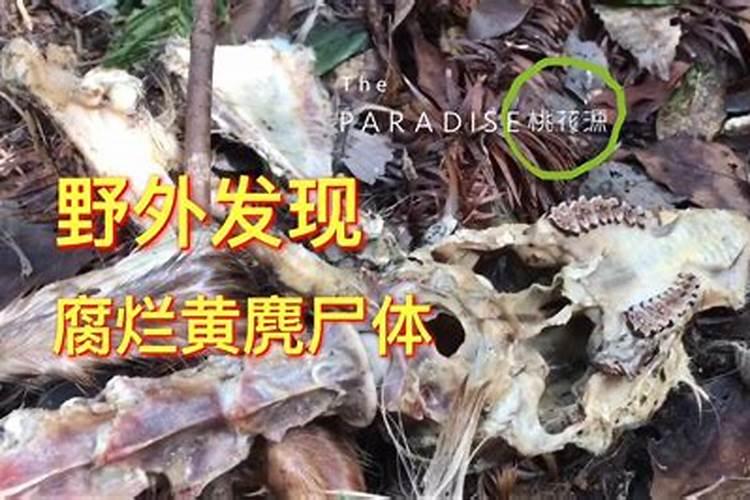 死鱼怎么样发酵可以做水肥？