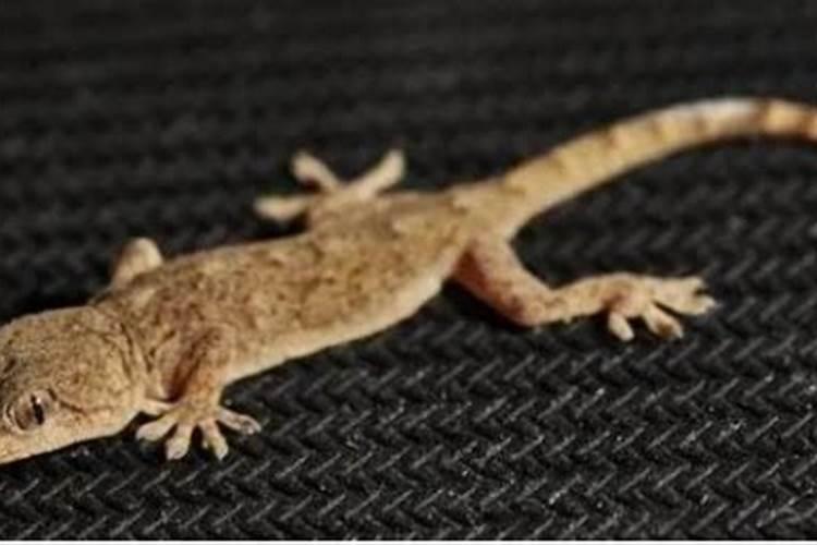 腐烂的动物和动物的遗体,统称为什么呢？它是植物的必需肥料。