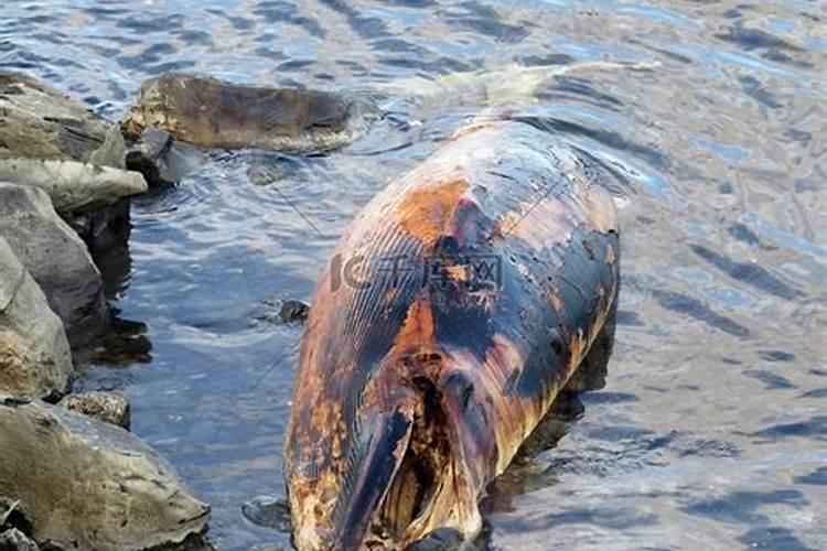 生活中常有人把动物尸体埋葬在树下这样树的生长会更茂盛