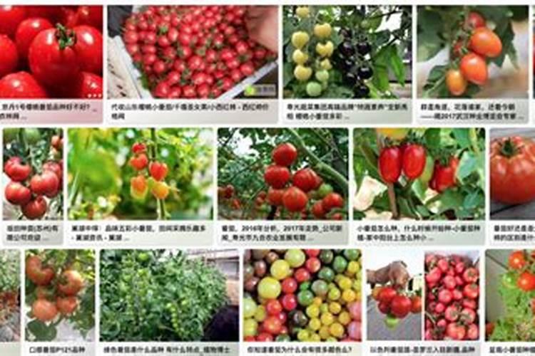 番茄无土栽培管理技术 番茄育苗小技巧