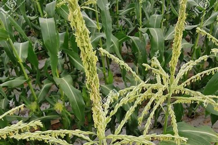 玉米出天花了还可以施肥吗