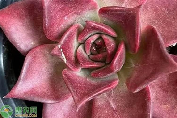 多肉植物什么季节施肥