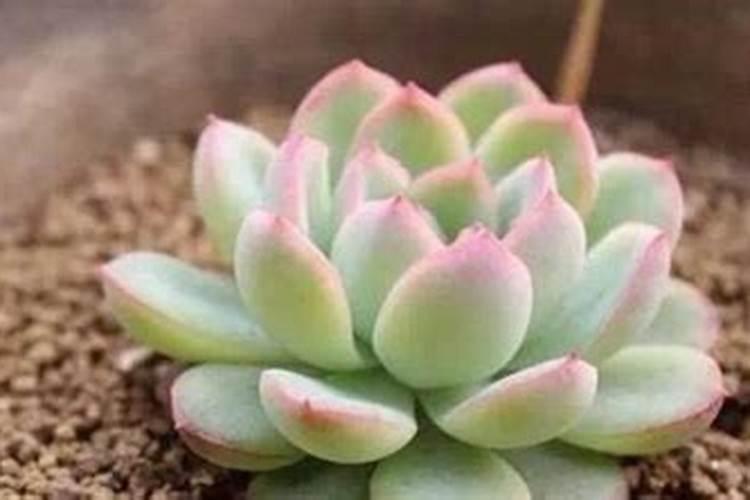 多肉什么季节施肥最好