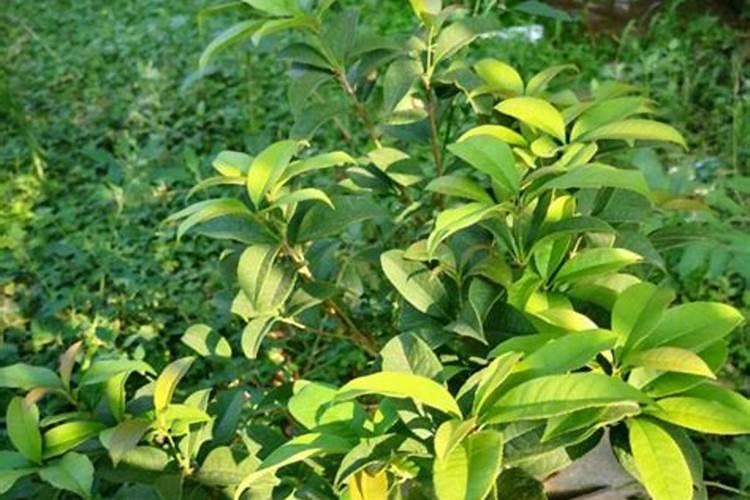 桂花盆栽用什么肥