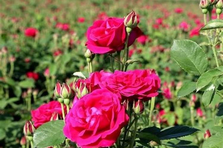 桂花树8月份能栽活吗