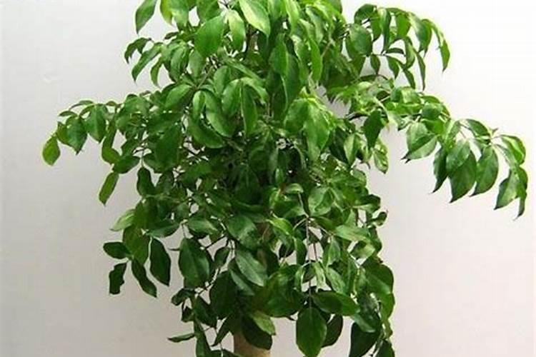 幸福树给施什么肥料