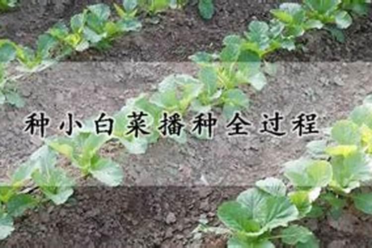 大白菜后期的肥水管理