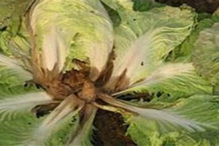 种植大白菜,如何使用尿素？大白菜可以追尿素吗？