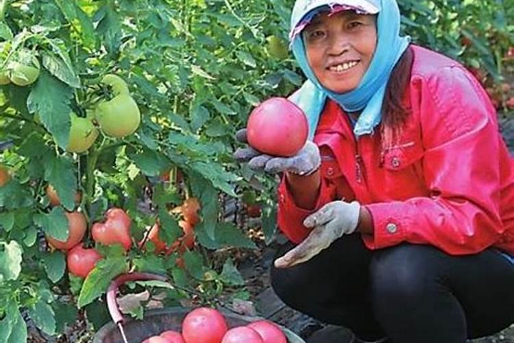 西红柿的需肥特性和西红柿追叶面肥的时期和要点