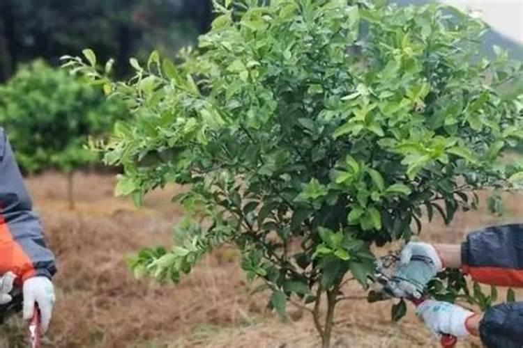 种植蚕豆,需要施什么肥呢？为何蚕豆光开花不结果呢
