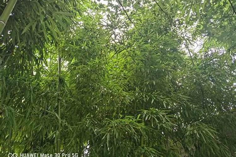 水中竹子如何养