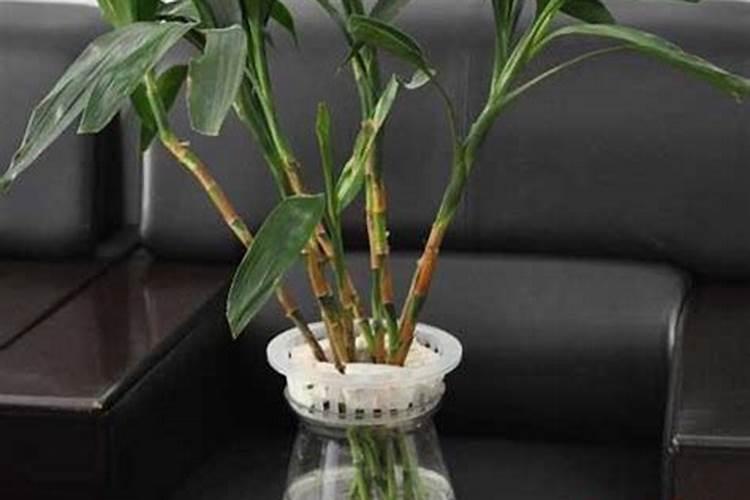 水养竹子的教程 水养竹子怎么养才能旺盛