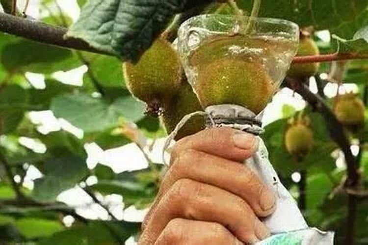 猕猴桃第一次膨大是用平衡肥还是用高钾肥