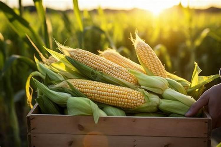 雅苒的那款叶面肥适合玉米田用