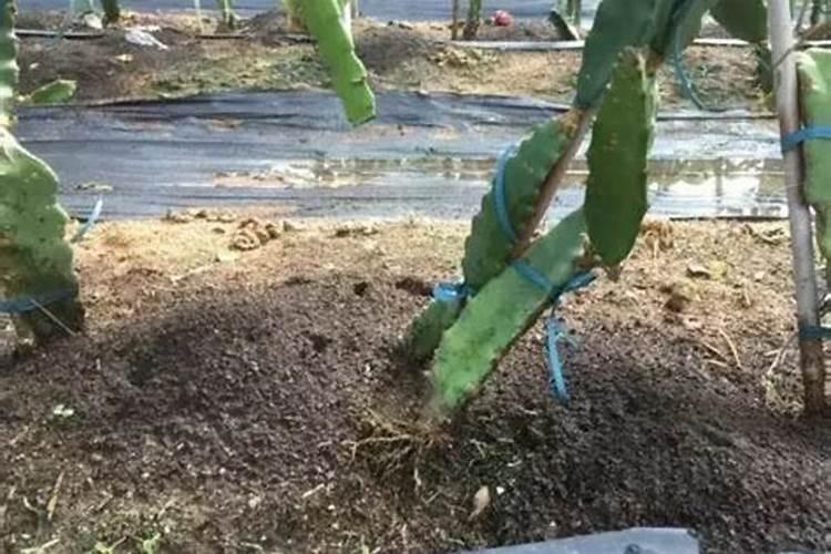 种大白菜应多施什么肥料？