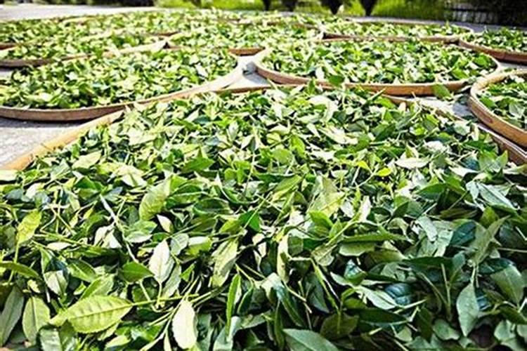 茶叶施磷肥选什么肥