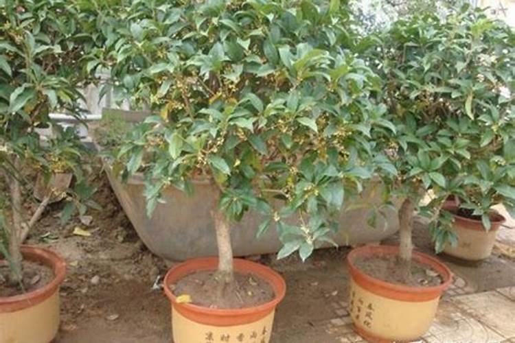 盆景桂花施肥方法