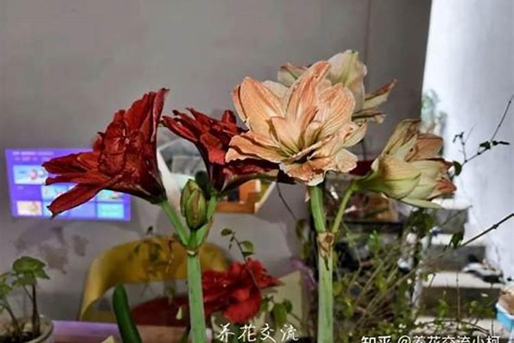 类似花多多1号和2号肥料价格多少