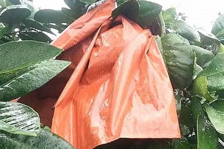 柚子树果子几月套袋