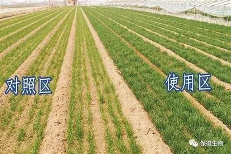 磷酸二氢钾对番茄有什么作用