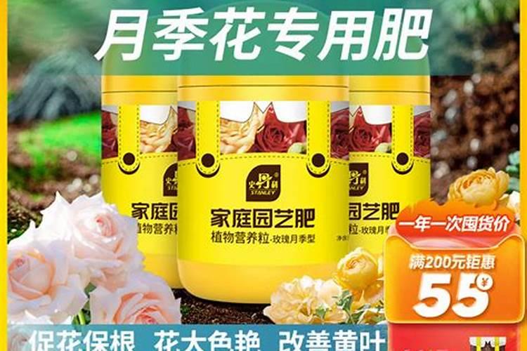 月季有花苞了怎么施肥