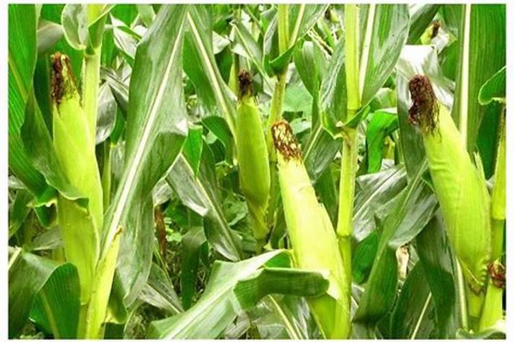 大连双鑫甲壳素商城保健品可信吗？