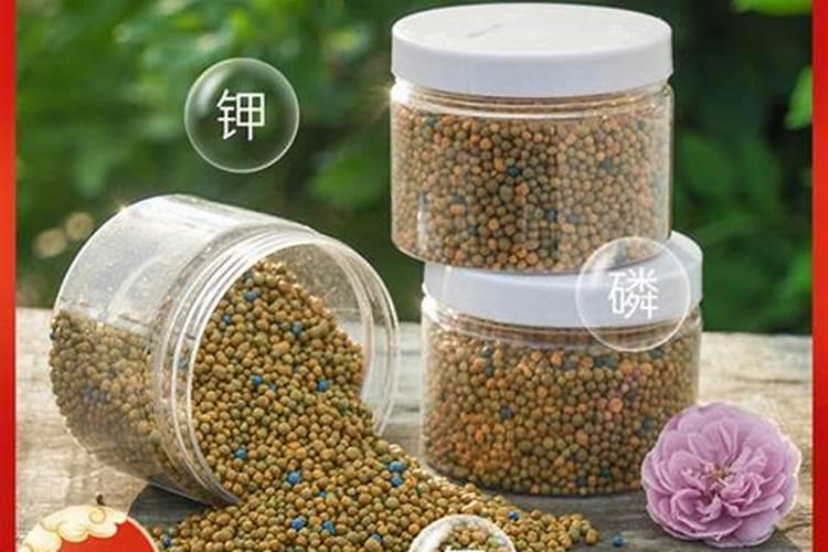 用什么水浇蟹爪兰最好