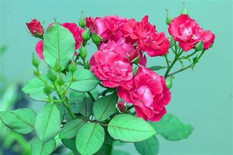 桂花树8月份能栽活吗 8月份能栽活桂花树吗