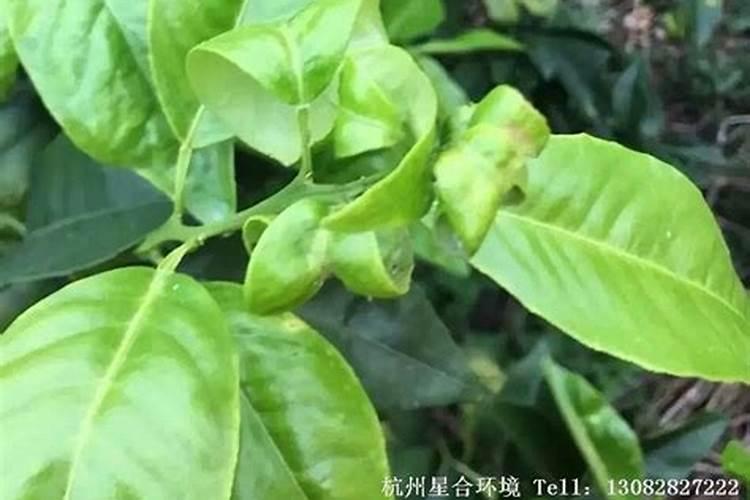 枯树叶可以做肥料吗