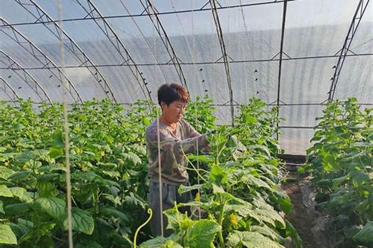 甜菜地中后期了打什么叶面肥