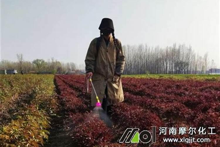 叶面肥具备何种功效