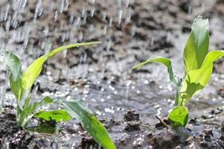 玉米施肥多久浇一次水最好
