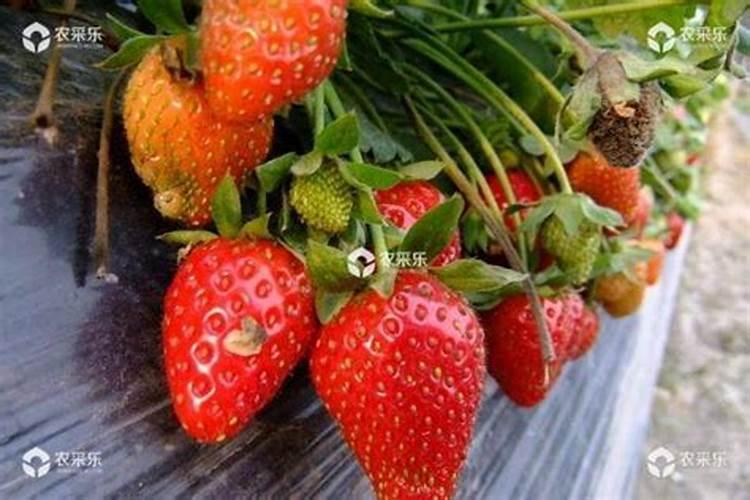 八月桂花树要如何施肥？