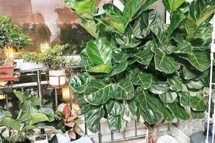 给琴叶榕施肥需要埋在图里面吗