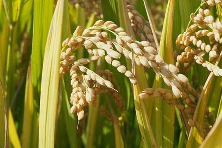 水稻什么时候用芸苔素好 使用方法及技巧